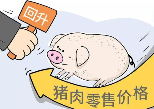 大漲0.75元/斤！廣東、山東、江蘇等多省重回8元大關(guān)
